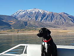 Boating Dog of the  week!-chester-crowley.jpg