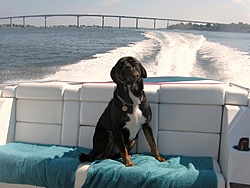 Boating Dog of the  week!-002.jpg