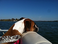 Boating Dog of the  week!-img958020.jpg