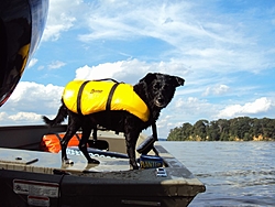 Boating Dog of the  week!-sage3.jpg