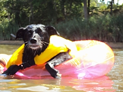 Boating Dog of the  week!-sage.jpg