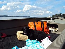 Boating Dog of the  week!-sage2.jpg