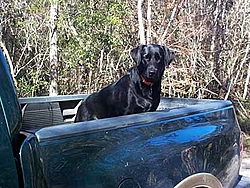 OT: Is my dog dying???-dixie-truck.jpg