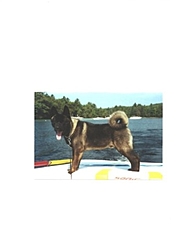 Boat Dogs-carebear.jpg