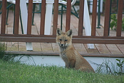 What's in your back yard?-img_1496.jpg