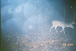 Deer Hunters-deer2.jpg