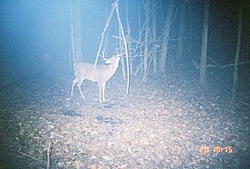 Deer Hunters-deer1.jpg