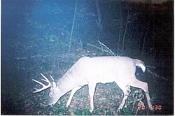 Deer Hunters-deer6.jpg