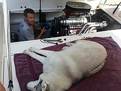 Who's got the best looking engine compartment?-20130822_163803.jpg