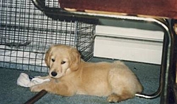 Lost our Old friend Wednesday-taz-puppy.jpg