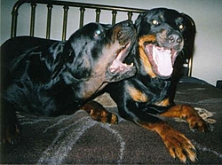 OT - Rottweilers Part II-mape.jpg