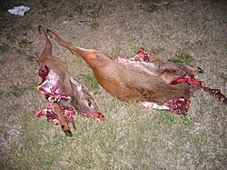 Deer Hunters-deer-2.jpg