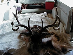 Deer Hunters-jasons_deer.jpg