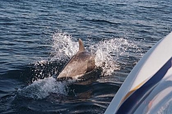 Ha ha ha ha I'm going boating! ;)-dolphin-5.jpg