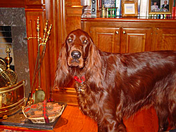 Man's Best Friend, Beside His Boat-piper.jpg