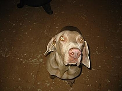 Man's Best Friend, Beside His Boat-105-0533_img.jpg