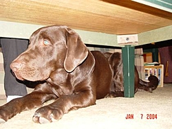 Man's Best Friend, Beside His Boat-bud-002.jpg