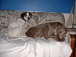 Man's Best Friend, Beside His Boat-coop-spence.jpg