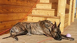 Man's Best Friend, Beside His Boat-dog.jpg