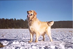 Man's Best Friend, Beside His Boat-maddie-temp.jpg