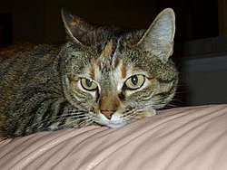 Man's Best Friend, Beside His Boat-kitten-couch.jpg