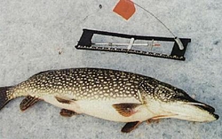 Ice fishing season is here-icefishing2.jpg