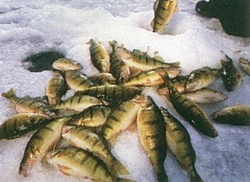 Ice fishing season is here-icefishing.jpg