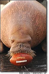 do landwalruses play football?-walrus-football.jpg