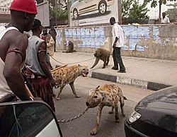 New boat protection[Hyenas]-dog.jpg