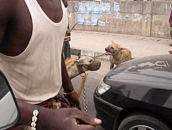 New boat protection[Hyenas]-dog-2.jpg