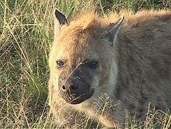 New boat protection[Hyenas]-dog-hyena.jpg