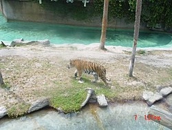 Some pics of my newTiger-vacation04-144.jpg