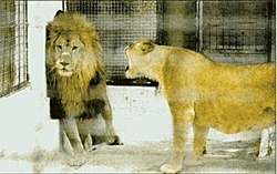 OT: Joke of The Day; Marriage The Three Ringed Circus!-lions2.jpg