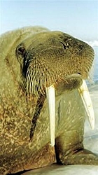 wow does it suck to get old!!!!!-walrus-close-up.jpg