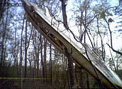 anyone seen the photo's of the Fountain in the trees??-fountain-2.jpg