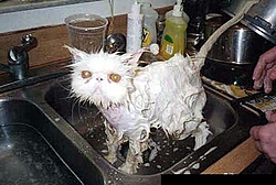 OT: Wet pussy shot (I'll probably be gone for awhile)-uglycat.jpg