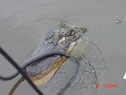 Florida Woman Dies After Being Mauled by Alligator-dsc01508.jpg