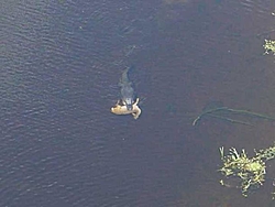 Big Lunch-Gator and Deer-gatordeer1.jpg