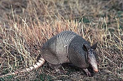 OT: Rules for a gunfight-armadillo.jpg