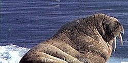 ooops, i was sleeping naked again-huge-walrus.jpg