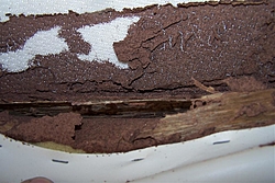 Termites in a boat??-000_0182.jpg