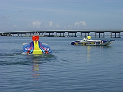 St. Pete Pics &amp; Pits-cat1.jpg