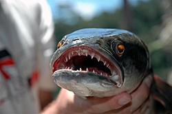 Water Levels?-snakehead_fish.jpg