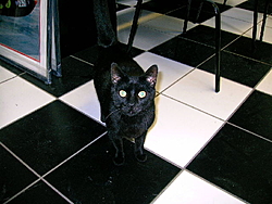 Take a look at this pic.  &quot; A real Pantera Cat &quot;-panther.jpg