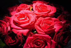 Happy Valentine's Day-roses.jpg
