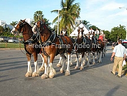 Photos Key West Worlds By Freeze Frame-dscn1805.jpg