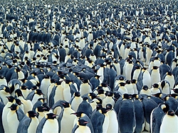 The Silly Season-penguins.jpg