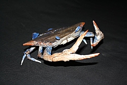 Drift wood art-crab.jpg