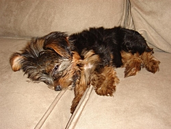 The B.S. Thread-lucy2-large-.jpg