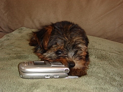 The B.S. Thread-lucy3-large-.jpg